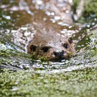 zwemmende otter (Karsten Reiniers)